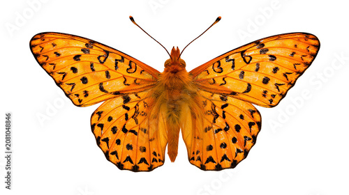 Tableau sur toile Orange butterfly with black spots, isolated on transparent background