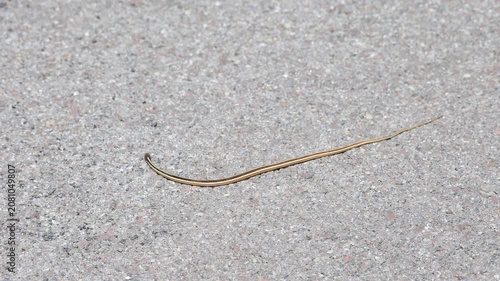 Small snake performs barrel rolls in the parking lot