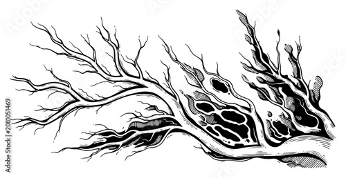 Cuadro en lienzo Dead twisted tree branch with organic roots and porous texture hand drawn engrav