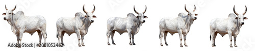 Foto Isolated White Zebu Bull Set: Standing Brahman Cattle and Nelore Oxen with Horns