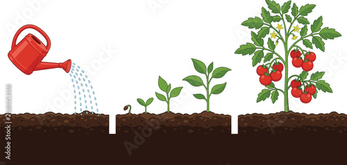 Bild auf Leinwand Vector illustration showing the complete growth stages of a tomato plant from se