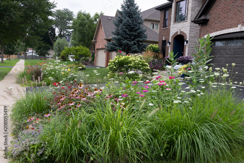 Lush suburban pollinator garden with common milkweed, ornamental grasses, colorful perennials, and flowering plants creating a vibrant front yard landscape along a residential street.