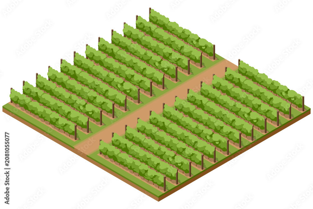 Fototapeta premium Isometric vineyard illustration with organized grapevine rows and farm paths, showing a rural wine growing landscape and viticulture concept for agriculture, harvest and winery design