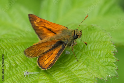 Foto Closeup on a cute nice orange Large skipper butterfly, Ochlodes sylvanus resting