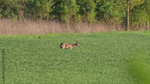 Roe buck standing alert in green farmland