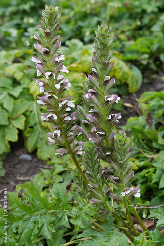 Closeup on a fresh flowering bear's breeches or foot plant, sea dock, gator or oyster plant, Acanthus mollis