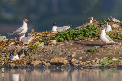 Photography Black headed gulls nesting with chicks by water in Czechia