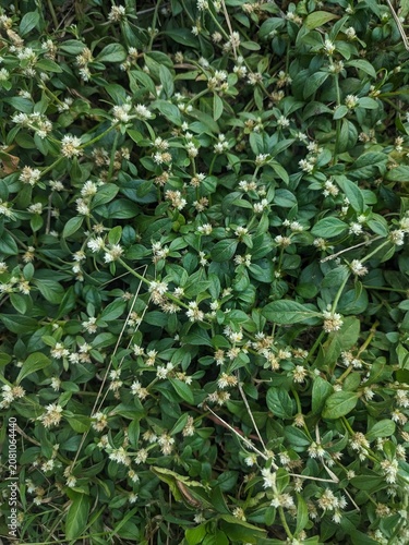 flowering green weed
