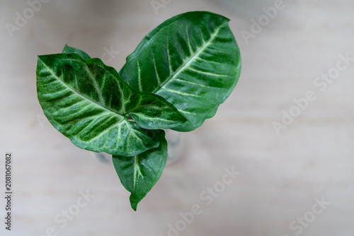 Syngonium podophyllum with lush arrowhead leaves displaying striking white venation in a clear glass vase. Tropical foliage plant with vibrant greenery, modern indoor styling and minimalist décor.