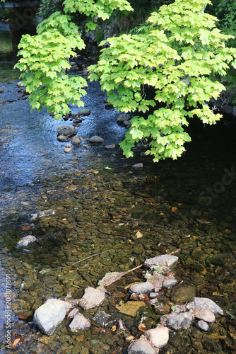 Clear Stream Flowing Over Rocks Under Green Leaves