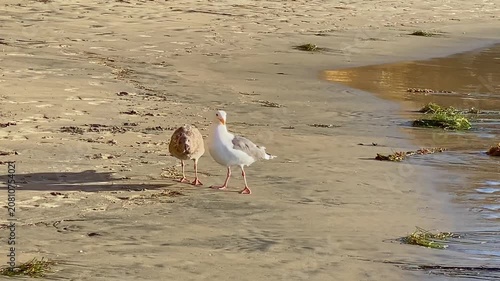 Two seagulls are arguing loudly on the ocean shore.
