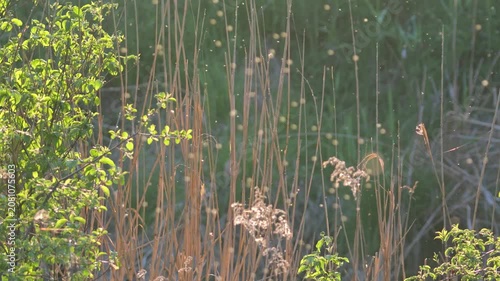 Swarm of insects glowing in golden sunset light among reeds and wild vegetation