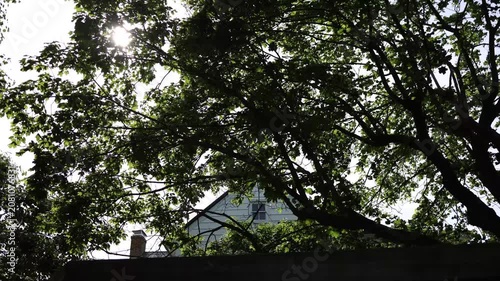 Sunlight through trees over house roof