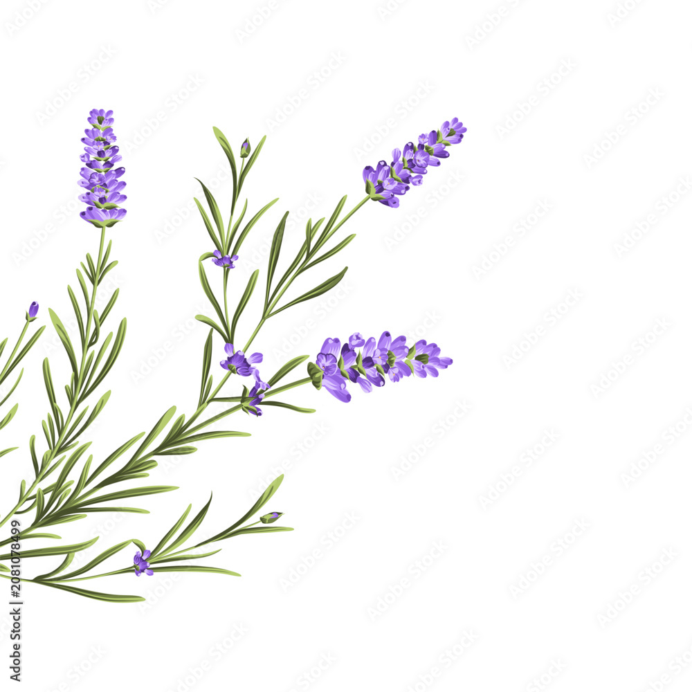 Fototapeta premium Elegant purple lavender bouquet on white, vector illustration
