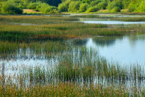 Foto Teal Marsh, Ankeny National Wildlife Refuge, Oregon