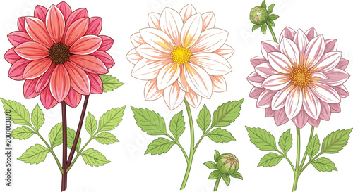 Dahlia Flower Botanical Flat Vector Collection Featuring Blooming Floral Illustrations, Garden Plants, Decorative Blossoms and Elegant Nature Design Elements
