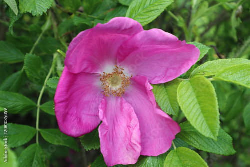 Rosehip flower with pink petals and green leaves