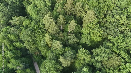 Aerial view of a winding forest path surrounded by lush green trees