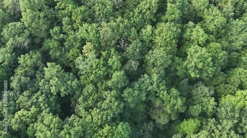 Aerial view of a winding forest path surrounded by lush green trees