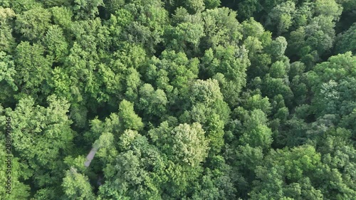 Aerial view of a winding forest path surrounded by lush green trees