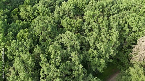 Aerial view of a winding forest path surrounded by lush green trees