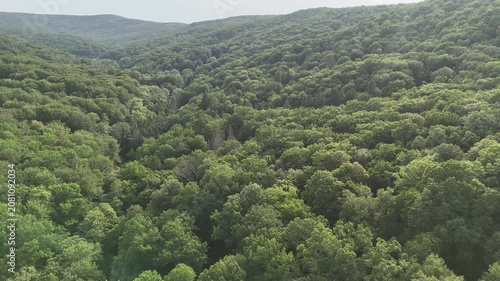 Aerial view of a winding forest path surrounded by lush green trees