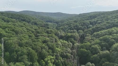 Aerial view of a winding forest path surrounded by lush green trees