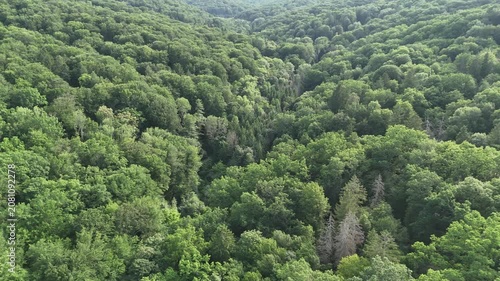 Aerial view of a winding forest path surrounded by lush green trees
