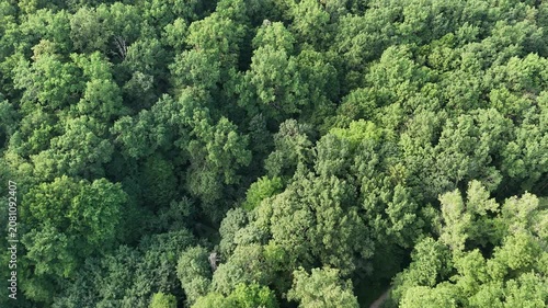 Aerial view of a winding forest path surrounded by lush green trees