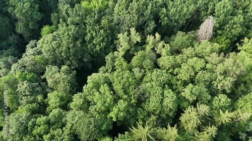 Aerial view of a winding forest path surrounded by lush green trees