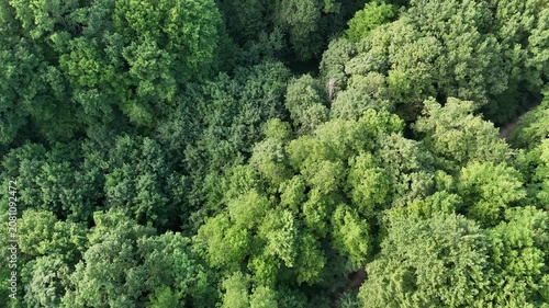Aerial view of a winding forest path surrounded by lush green trees