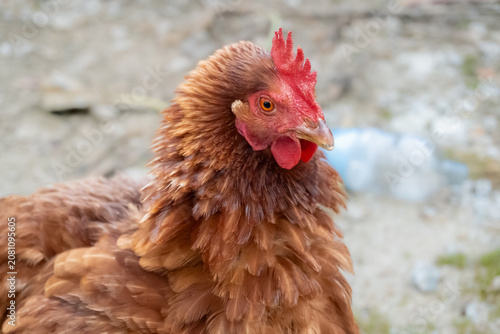 Fotografie Close-up portrait of a free-range brown hen ruffling its plumage