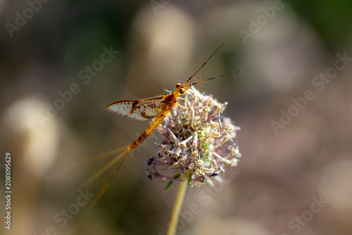 Canvastavla Mayfly insect perched on a dry wildflower in summer