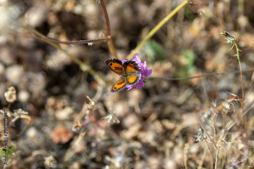 Wall brown butterfly Lasiommata megera sitting with open wings on a purple wildflower