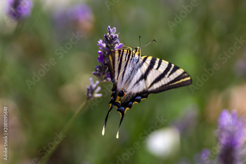 Картината върху платно Rear view of a scarce swallowtail butterfly feeding on lavender flowers