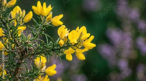 Bright yellow gorse flowers blooming on a green shrub branch.