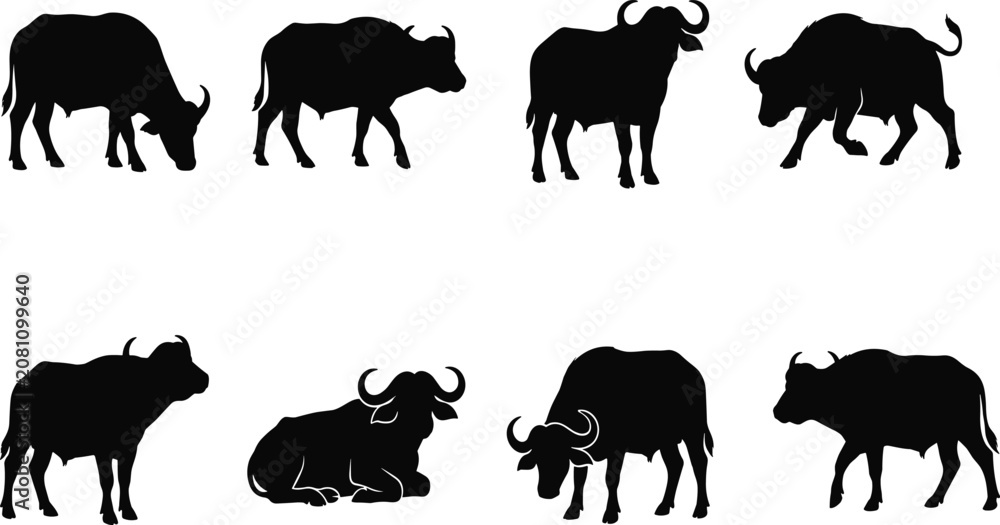 Obraz premium African Buffalo Silhouette Set with Standing Walking Grazing and Resting Wildlife Animal Collection