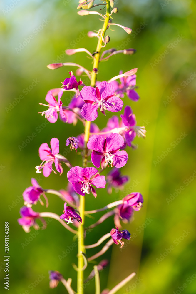 Obraz premium Bright magenta wildflower blossoms with delicate stamens against a soft sunlit green background