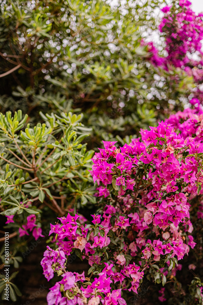 Obraz premium Magenta bougainvillea bracts blooming on tropical ornamental vine with soft bokeh.