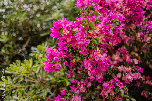 фотографія Magenta bougainvillea bracts blooming on tropical ornamental vine with soft bokeh