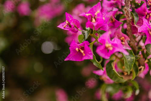 Photos Magenta bougainvillea bracts blooming on tropical ornamental vine with soft bokeh