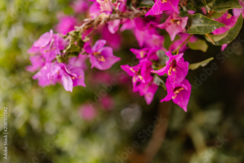 Billede på lærred Magenta bougainvillea bracts blooming on tropical ornamental vine with soft bokeh