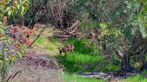 An encounter with a piebald deer on a mountain trail.
