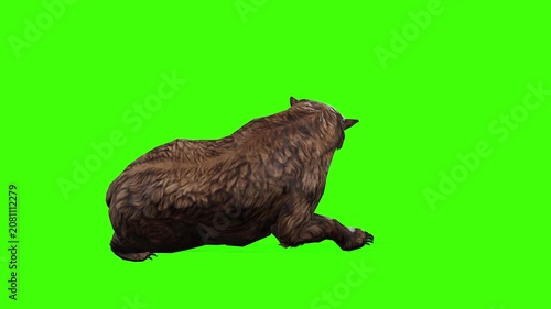 4k grizzly bear die or death side view loop animation isolated on Green Screen, 3D brown bear Unconscious falling rendering on chroma key, Scientific name, Ursus arctos horribilis