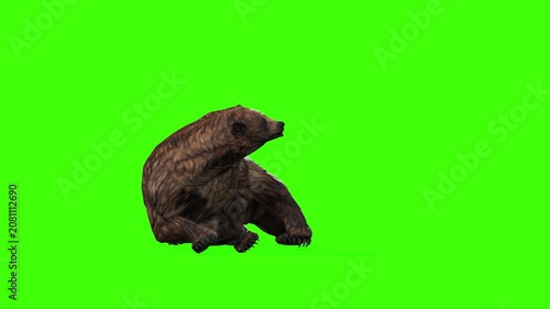 4k grizzly bear die or death front view loop animation isolated on Green Screen, 3D brown bear Unconscious falling rendering on chroma key, Scientific name, Ursus arctos horribilis