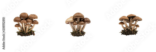 Set of raw edible brown champignon mushroom cluster, fresh organic vegetable isolated on transparent background, png.