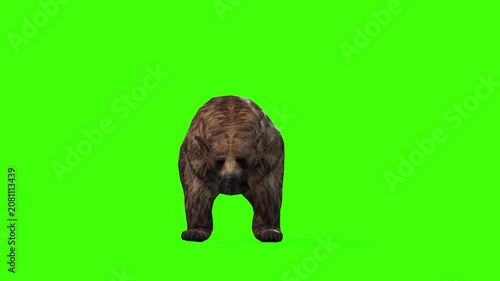 4k grizzly bear idle front view loop animation isolated on Green Screen, 3D brown bear attention standing rendering on chroma key, Scientific name, Ursus arctos horribilis, easy to remove background