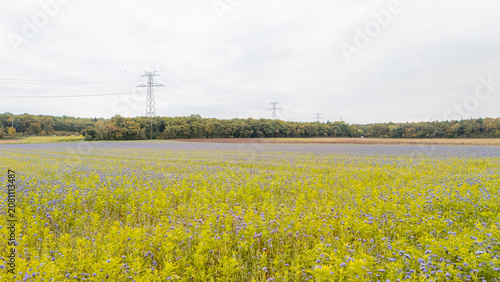 Autumn field presenting flowering Phacelia under power lines