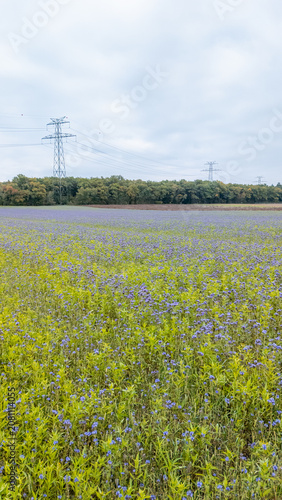 Field of purple flowers and power pylons in Switzerland