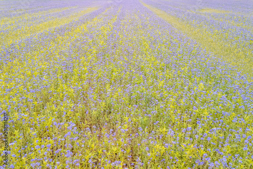 Aerial view of a blooming field in Switzerland during autumn